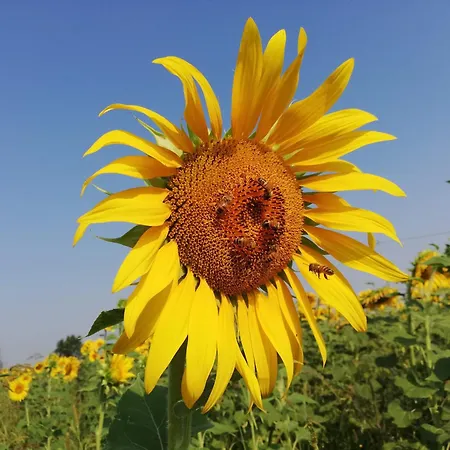 Girasole * Vittorio Veneto
